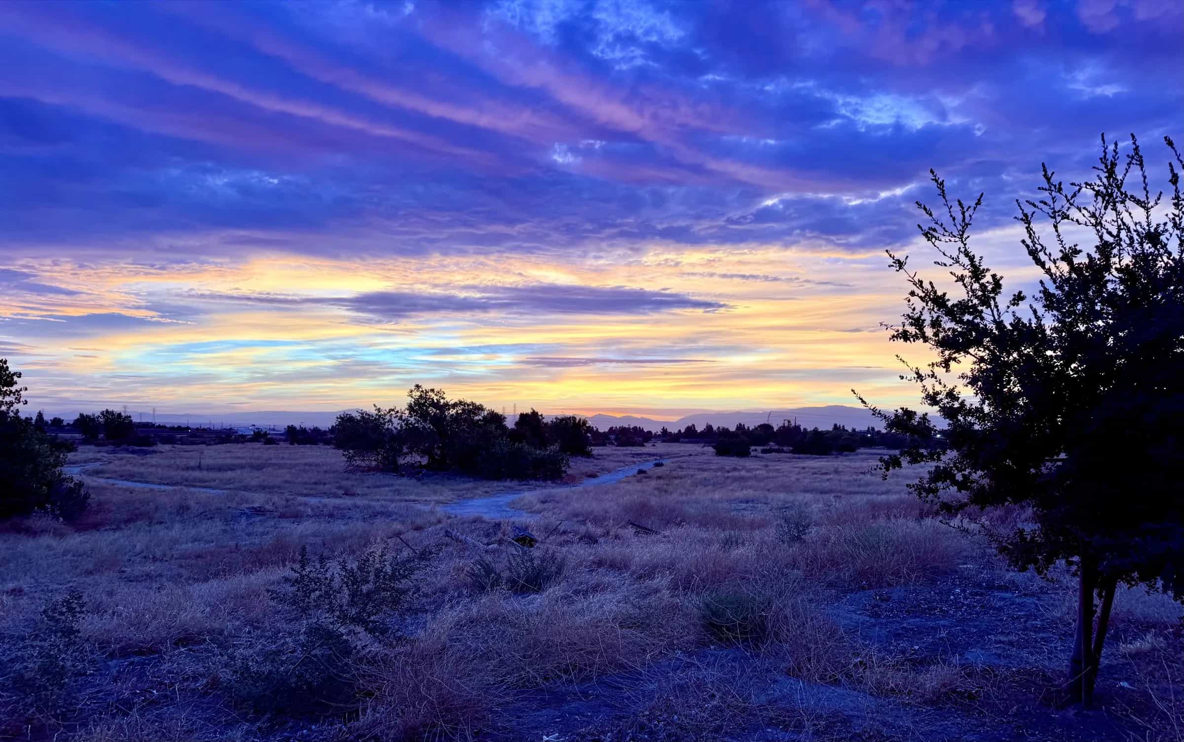 Sunrise over an open field, with a purple and blue sky, a gold band along the horizon, and a silhouetted tree on the right.